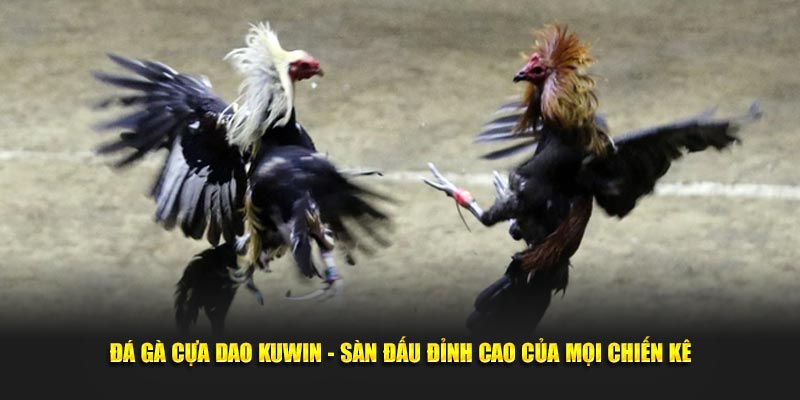 Đá gà cựa dao