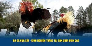 đá gà cựa sắt