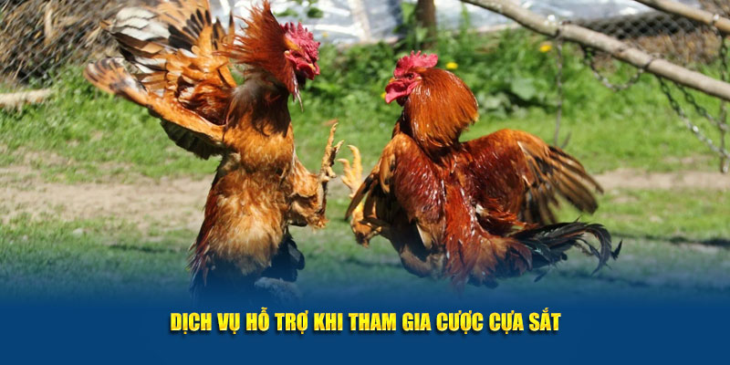 Dịch vụ hỗ trợ khi tham gia cược cựa sắt