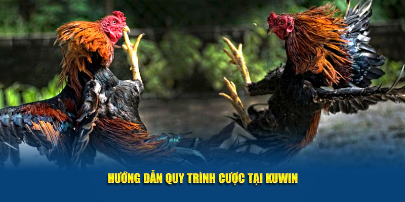 Hướng dẫn quy trình cược tại Kuwin