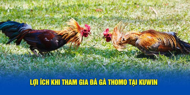 Lợi ích khi tham gia đá gà Thomo online tại Kuwin