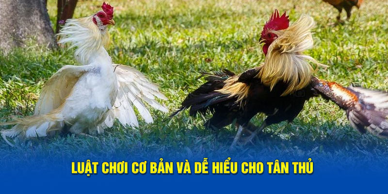 Luật chơi cơ bản và dễ hiểu cho sư kê mới tham gia