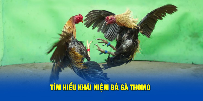 Tìm hiểu khái niệm cơ bản đá gà Thomo