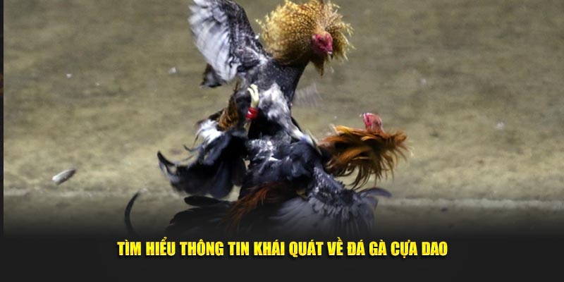 Tìm hiểu vài thông tin khái quát về đá gà cựa dao